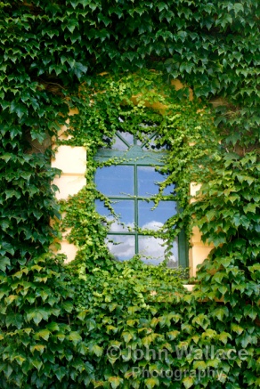 Ivy covered window
