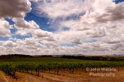 New growth on the vines during springtime in the Barossa valley South Australia