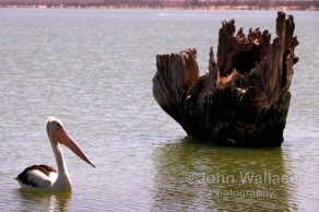 Pelican on the lake Bonney at Barmera South Australia